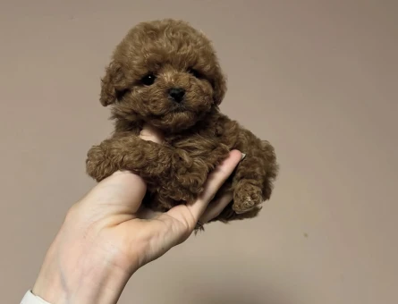 Irk Garantili Poodle Bebekler - 8656