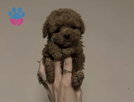 Irk Garantili Poodle Bebekler - 8656 - Görsel 2
