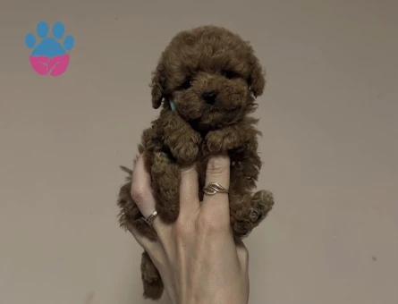 Irk Garantili Poodle Bebekler - 8656 - Görsel 4