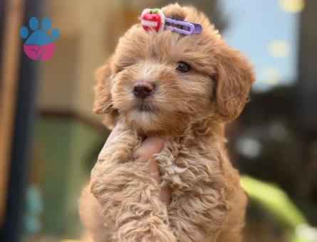 orjinal kore poodle yavrular istanbul - 8657 - Görsel 3