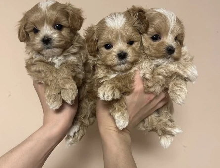 En mini ırk ve sağlık garantili maltipoo yavrular - 8658