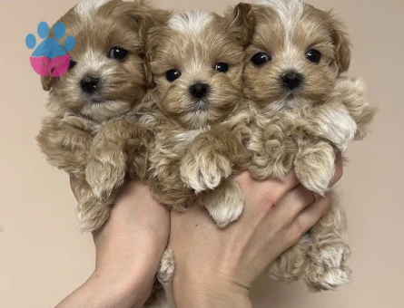 En mini ırk ve sağlık garantili maltipoo yavrular - 8658 - Görsel 3