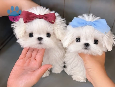 korea maltese bebekler - 8659