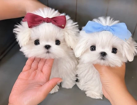 korea maltese bebekler - 8659