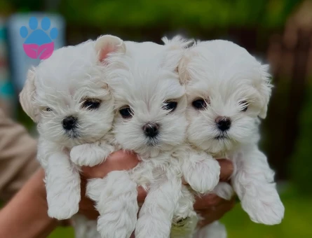 korea maltese bebekler - 8659 - Görsel 3
