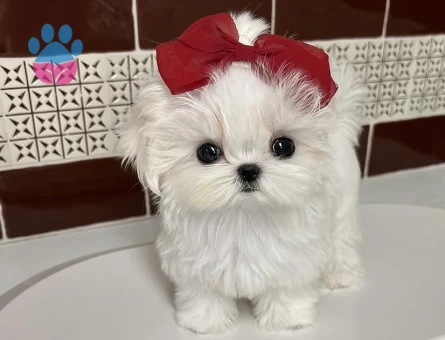karbeyaz maltese kisa burun - 8661 - Görsel 3
