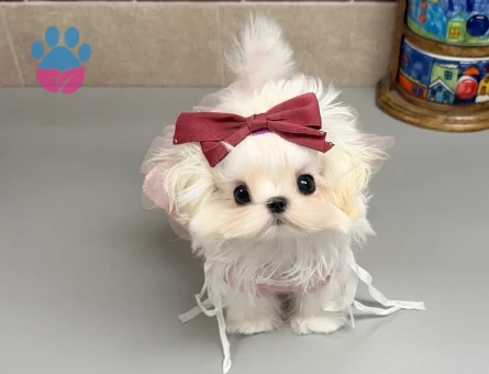 en mini maltese cocuklar - 8662 - Görsel 4