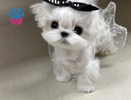 en mini maltese cocuklar - 8662 - Görsel 3
