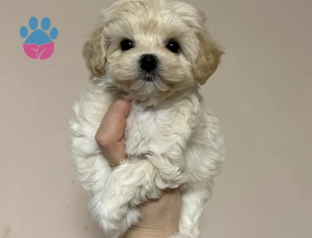 Oyuncu Sevgi Dolu Maltipoo Yavruları - 8663 - Görsel 3