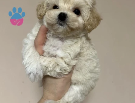 Oyuncu Sevgi Dolu Maltipoo Yavruları - 8663