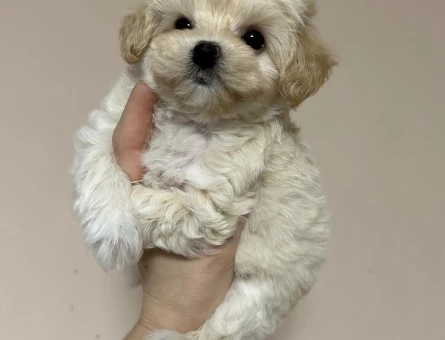 Oyuncu Sevgi Dolu Maltipoo Yavruları - 8663