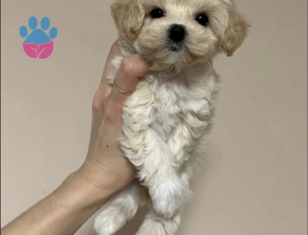 Oyuncu Sevgi Dolu Maltipoo Yavruları - 8663 - Görsel 4
