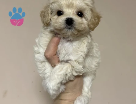 Oyuncu Sevgi Dolu Maltipoo Yavruları - 8663 - Görsel 5