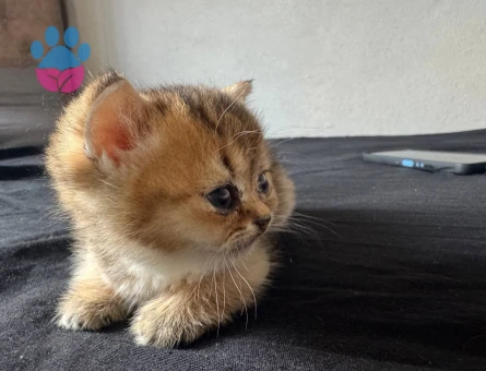 British Shorthair Golden ücretsiz sahiplendirme - 10745 - Görsel 3