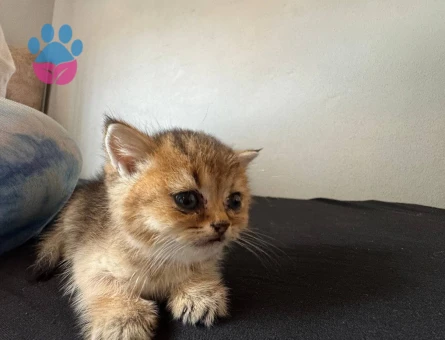British Shorthair Golden ücretsiz sahiplendirme - 10745 - Görsel 4