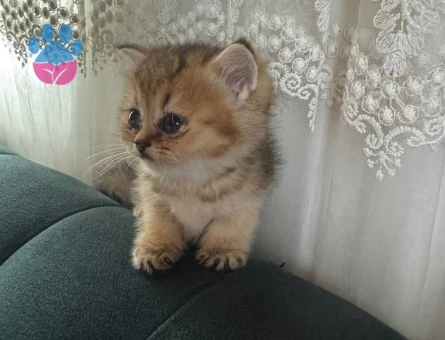 British Shorthair Golden ücretsiz sahiplendirme - 10745 - Görsel 5