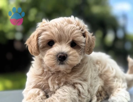 YUVARLAK YÜZ YAPISINA SAHİP MALTİPOO YAVRULAR - 10746