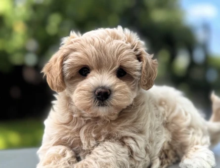 YUVARLAK YÜZ YAPISINA SAHİP MALTİPOO YAVRULAR - 10746