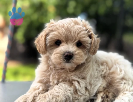 YUVARLAK YÜZ YAPISINA SAHİP MALTİPOO YAVRULAR - 10746 - Görsel 3