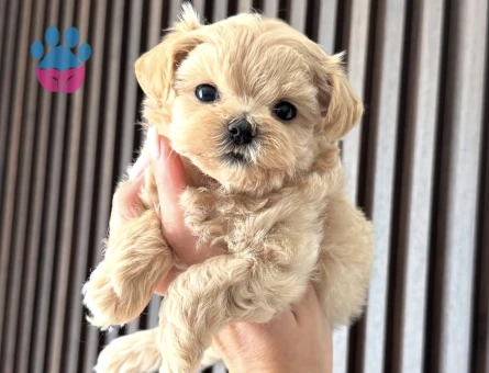 KORE MALTİPOO YAVRULARIMIZ - 10747