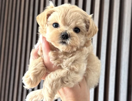 KORE MALTİPOO YAVRULARIMIZ - 10747