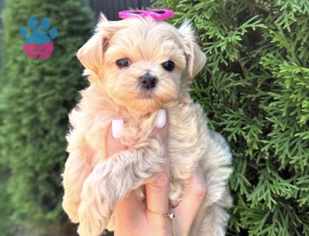 KORE MALTİPOO YAVRULARIMIZ - 10747 - Görsel 3
