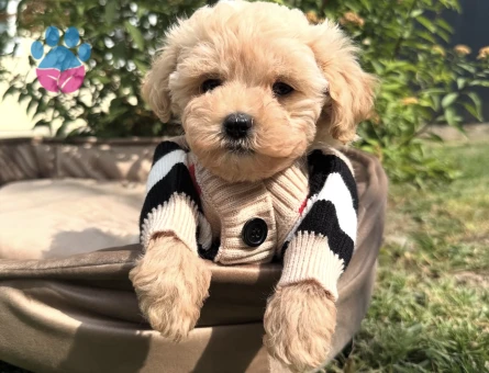 KUZEYPUPPİESTEN MALTİPOO BEBEKLERİMİZ - 10748 - Görsel 3