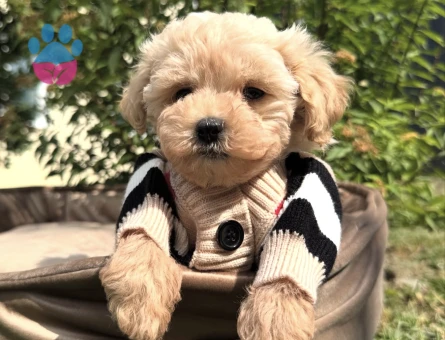 KUZEYPUPPİESTEN MALTİPOO BEBEKLERİMİZ - 10748 - Görsel 4