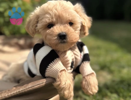 KUZEYPUPPİESTEN MALTİPOO BEBEKLERİMİZ - 10748