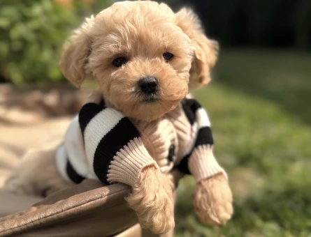 KUZEYPUPPİESTEN MALTİPOO BEBEKLERİMİZ - 10748