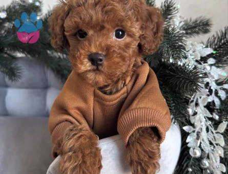 KUZEYPUPPİESTEN TOY POODLE YAVRULAR - 10749 - Görsel 4