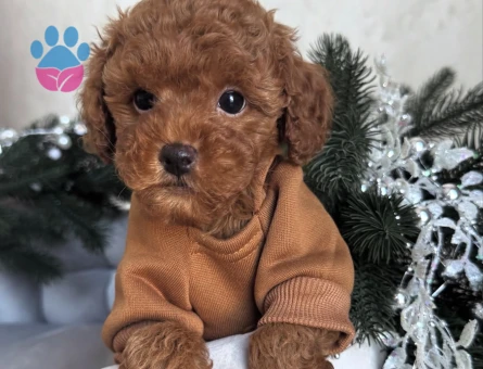 KUZEYPUPPİESTEN TOY POODLE YAVRULAR - 10749 - Görsel 2