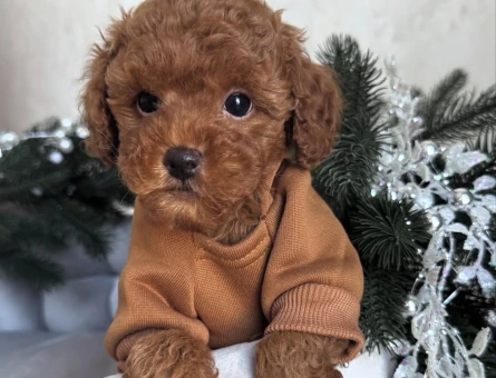 KUZEYPUPPİESTEN TOY POODLE YAVRULAR - 10749