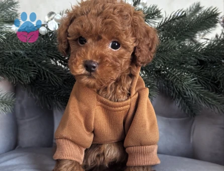 KUZEYPUPPİESTEN TOY POODLE YAVRULAR - 10749 - Görsel 3
