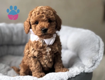 GÜZELLER GÜZELİ TOY POODLE BEBEKLER - 10750 - Görsel 2