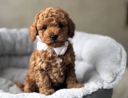 GÜZELLER GÜZELİ TOY POODLE BEBEKLER - 10750
