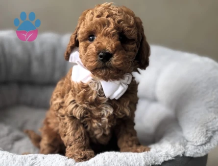 GÜZELLER GÜZELİ TOY POODLE BEBEKLER - 10750 - Görsel 3