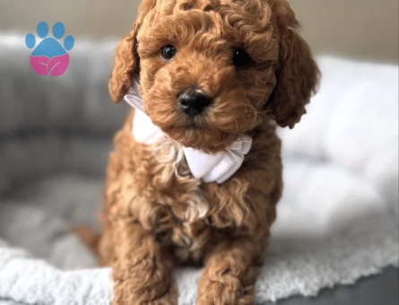 GÜZELLER GÜZELİ TOY POODLE BEBEKLER - 10750 - Görsel 4