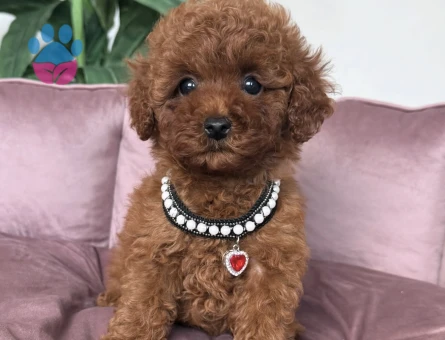 KORE POODLE YAVRULAR - 10751 - Görsel 2