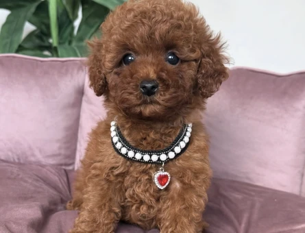 KORE POODLE YAVRULAR - 10751