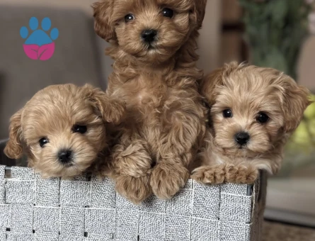 SAFKAN KORE MALTİPOO YAVRULAR - 10752