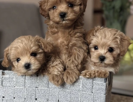 SAFKAN KORE MALTİPOO YAVRULAR - 10752
