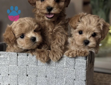 SAFKAN KORE MALTİPOO YAVRULAR - 10752 - Görsel 3