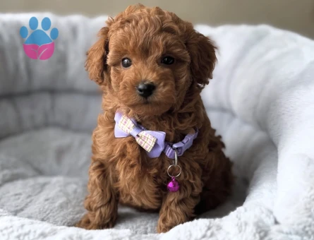 TATLI MI TATLI TOY POODLE BEBEKLER - 10753 - Görsel 2