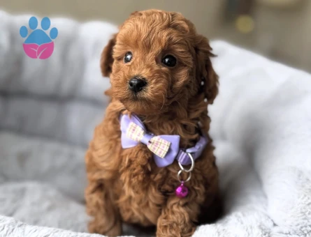 TATLI MI TATLI TOY POODLE BEBEKLER - 10753 - Görsel 3