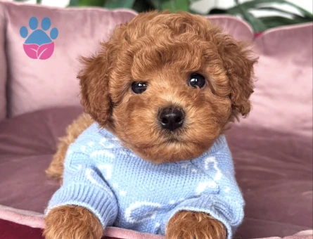 TOMBİK TOY POODLE BEBEKLER - 10754 - Görsel 4
