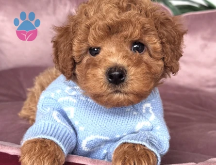 TOMBİK TOY POODLE BEBEKLER - 10754 - Görsel 2