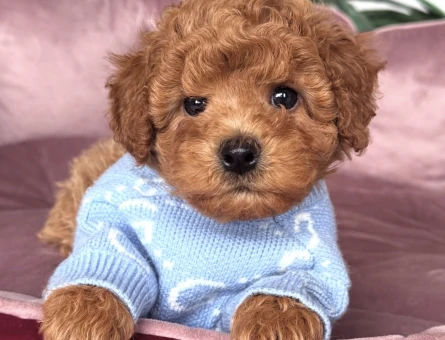 TOMBİK TOY POODLE BEBEKLER - 10754