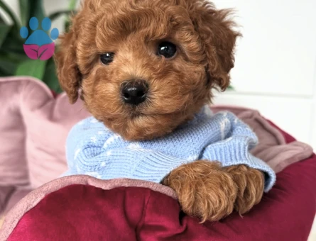 TOMBİK TOY POODLE BEBEKLER - 10754 - Görsel 3