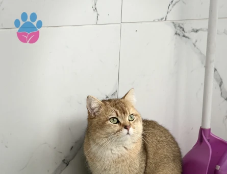 15 YAŞINDA ERKEK BRİTİSH SHORTHAİR - 10756 - Görsel 2